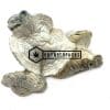 Atlantic Treasure Coast Magic Mushrooms - Online Dispensary Canada - Buyweedpacks