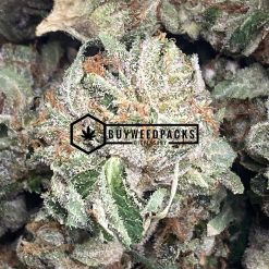Brain's Dead - Online Dispensary Canada - Buyweedpacks