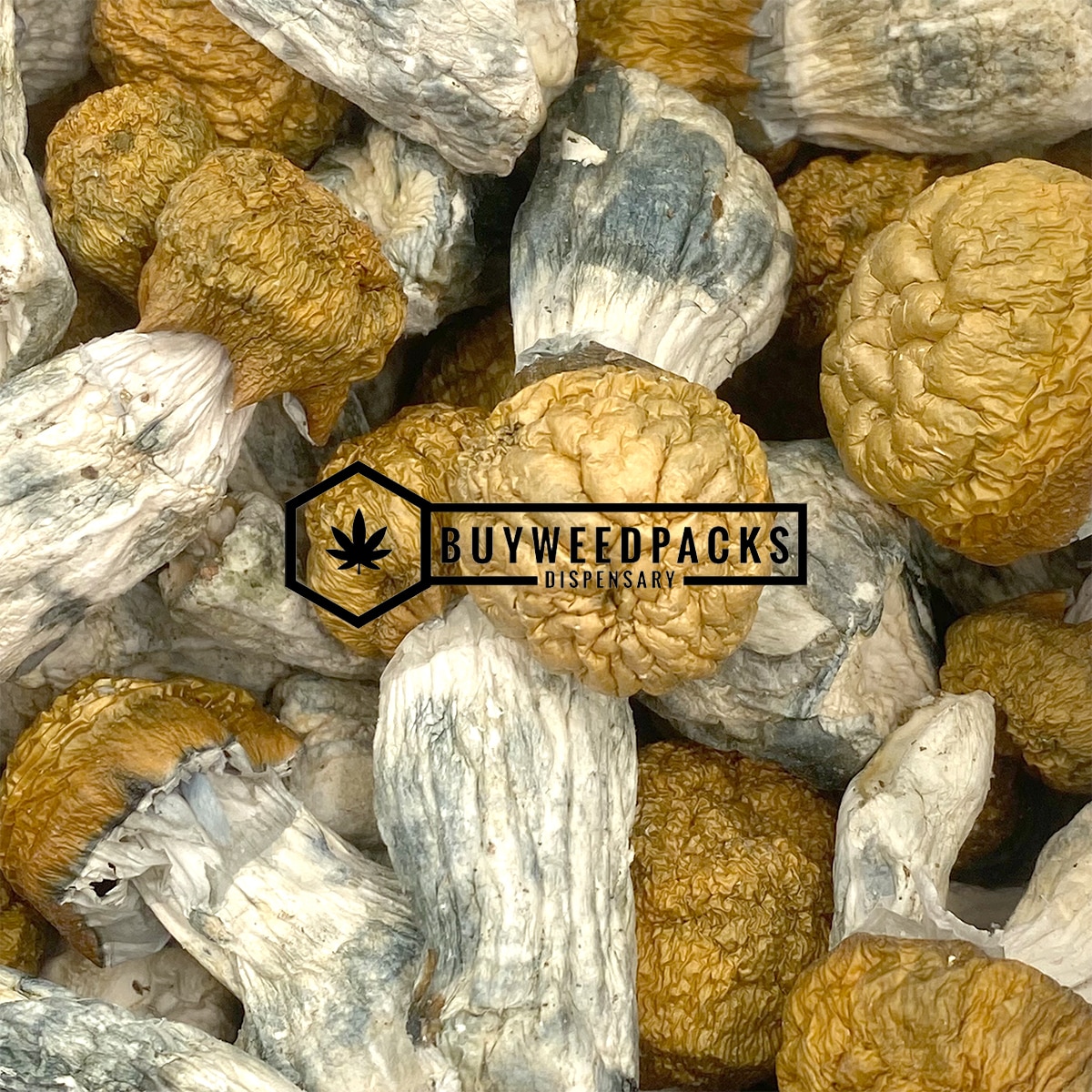 Golden Penis Envy Magic Mushroom - Online Dispensary Canada - Buyweedpacks