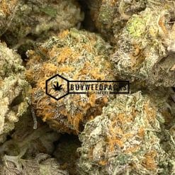 Mimosa Shatter - Buy Weed Online - Buyweedpacks