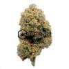 Moby Dick - Online Dispensary Canada - Buyweedpacks