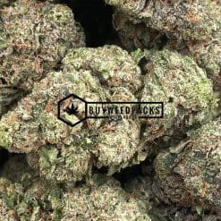 Punky Lion - Buy Weed Online - Buyweedpacks